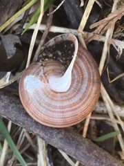Webbhelix multilineata