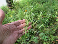 Hieracium robustum