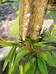 Mycaranthes latifolia