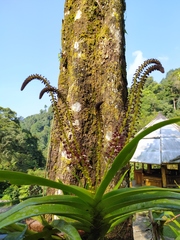 Mycaranthes latifolia