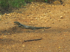 Tupinambis teguixin