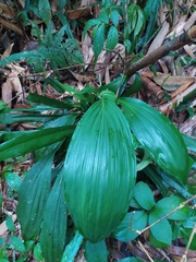 Calanthe speciosa