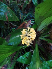 Calanthe speciosa