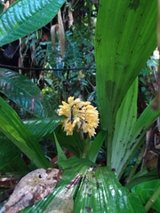 Calanthe speciosa