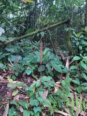 Erythrodes latifolia