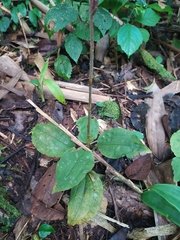 Erythrodes latifolia