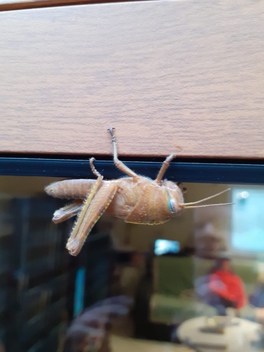 Egyptian Bird Grasshopper, Rue Georges Guynemer, Cluses, Rhône-Alpes, FR, photo 9 of 10