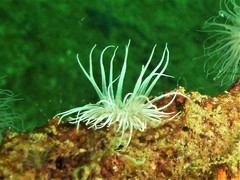 Sagartiogeton undatus