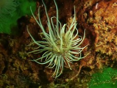 Sagartiogeton undatus