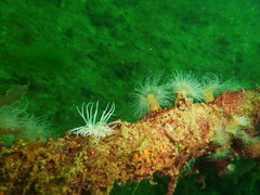 Sagartiogeton undatus