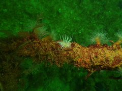 Sagartiogeton undatus