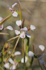 Diuris parvipetala