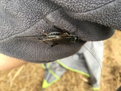 Teleogryllus infernalis