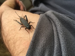 Teleogryllus infernalis