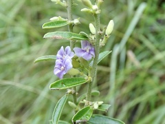 Helicteres angustifolia