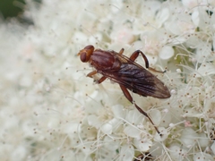 Hammerschmidtia