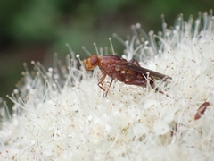 Hammerschmidtia