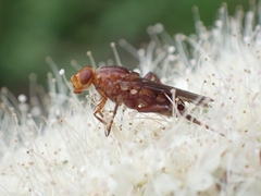 Hammerschmidtia
