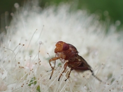 Hammerschmidtia