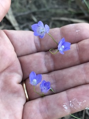 Wahlenbergia fluminalis
