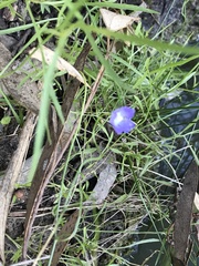 Wahlenbergia fluminalis