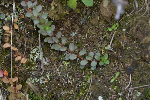 Epilobium alsinoides (Epilobium alsinoides)