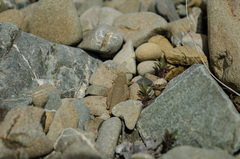 Brachaspis robustus