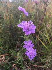Scabiosa lachnophylla