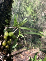 Polystachya ottoniana