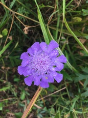 Scabiosa lachnophylla