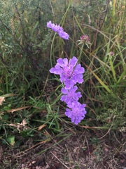 Scabiosa lachnophylla