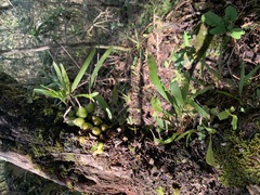 Polystachya ottoniana