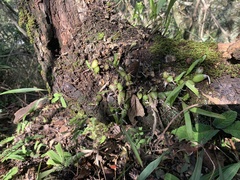 Polystachya ottoniana