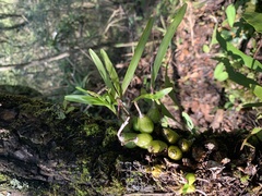 Polystachya ottoniana