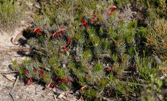 Melaleuca torulosa
