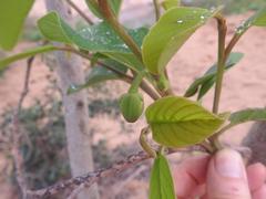 Annona senegalensis subsp. senegalensis image