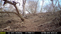 Sciurus stramineus