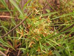 Cyperus sphaerospermus image