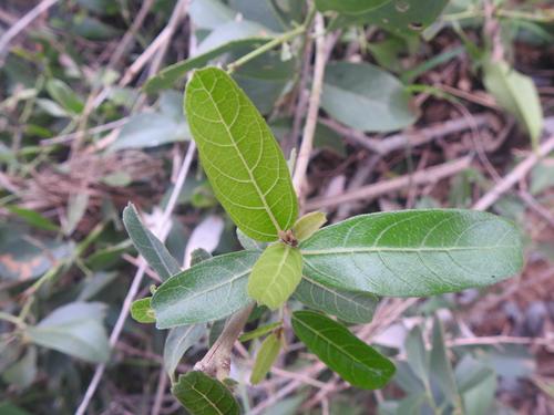 Ficus capreifolia image