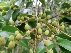 Pentaphylax euryoides