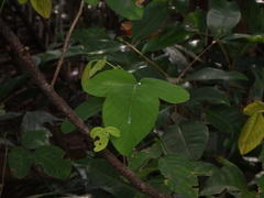 Dendrolobium umbellatum
