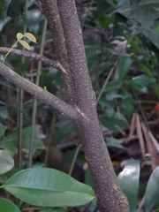 Dendrolobium umbellatum