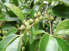 Pentaphylax euryoides