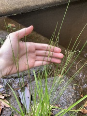 Juncus usitatus