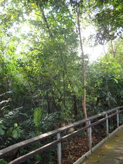 Dendrolobium umbellatum