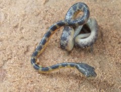 Dipsadoboa underwoodi