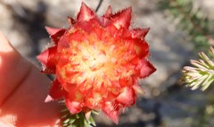 Darwinia neildiana