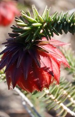 Darwinia neildiana