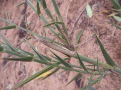 Phragmites mauritianus