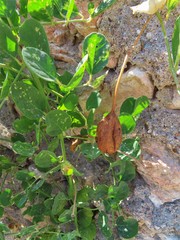 Capparis spinosa spinosa